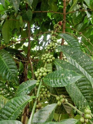 ubud (34)
